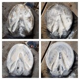 Magic Hoof Powder (vor NT-Dry) 120 gr