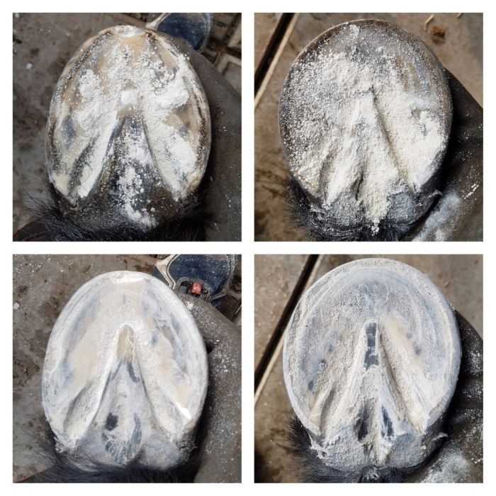 Magic Hoof Powder (before NT-Dry) 120 gr