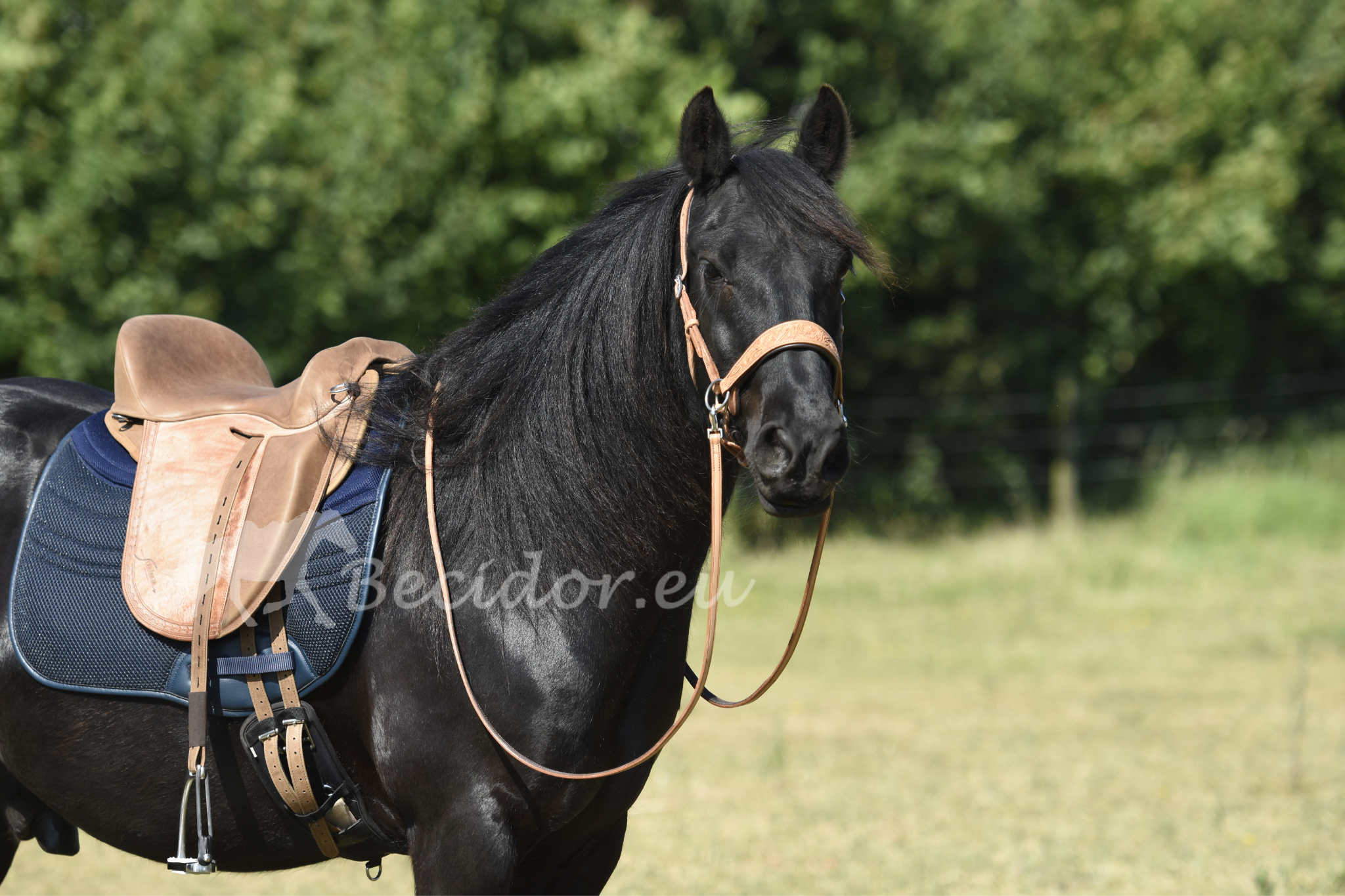 Dressage trail zitting met zweetblad zonder basis