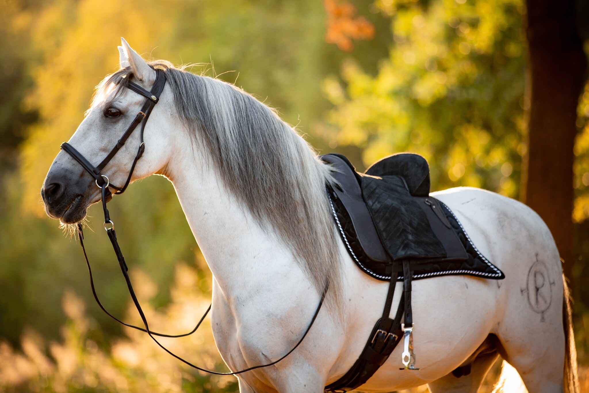 Madrid - Spanisch / Portugiesischer Sattel Leder