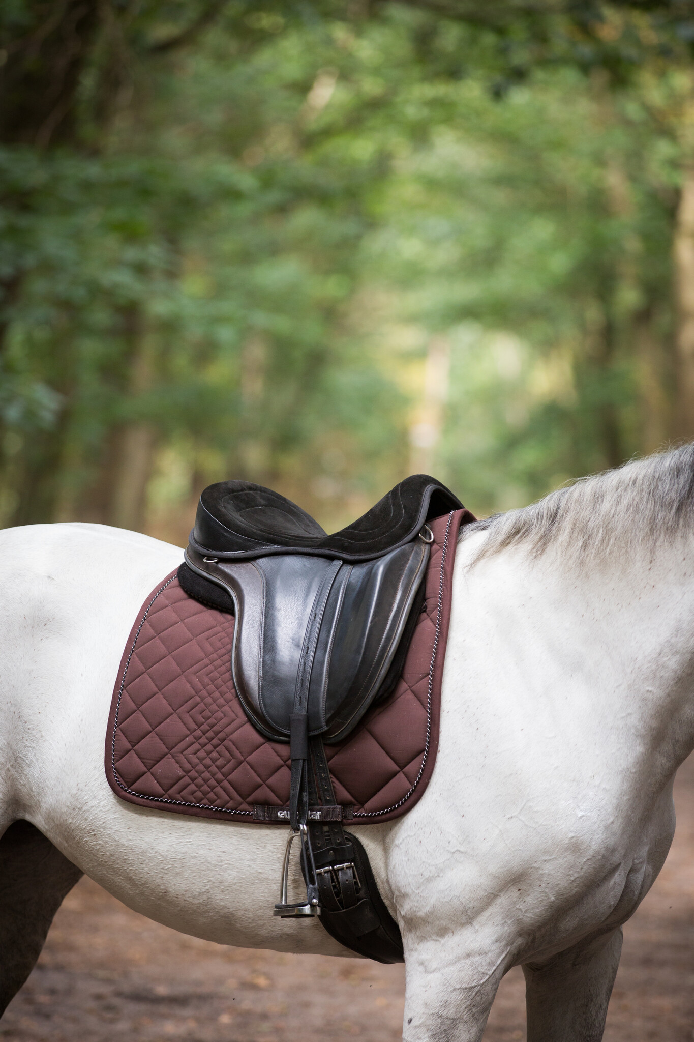 Elite basis zonder zitting