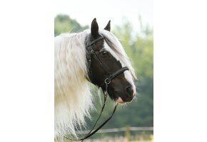 Photo shoot Walnut bitlooshoofdstel