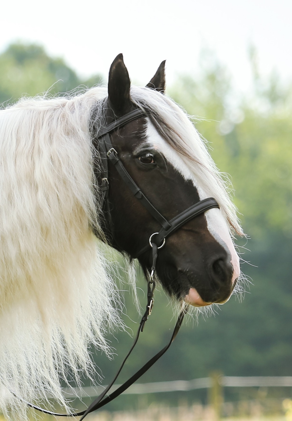 Photo shoot Walnut bitlooshoofdstel zwart cob