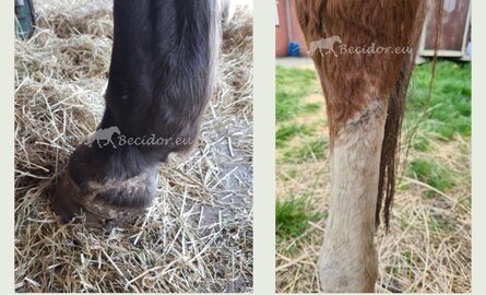 Help, mijn paard heeft een wond!?