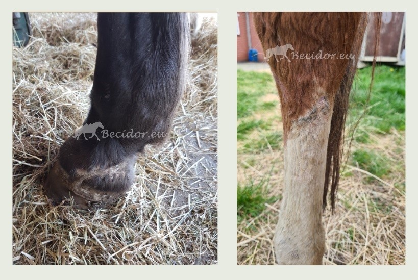 Help, mijn paard heeft een wond!?