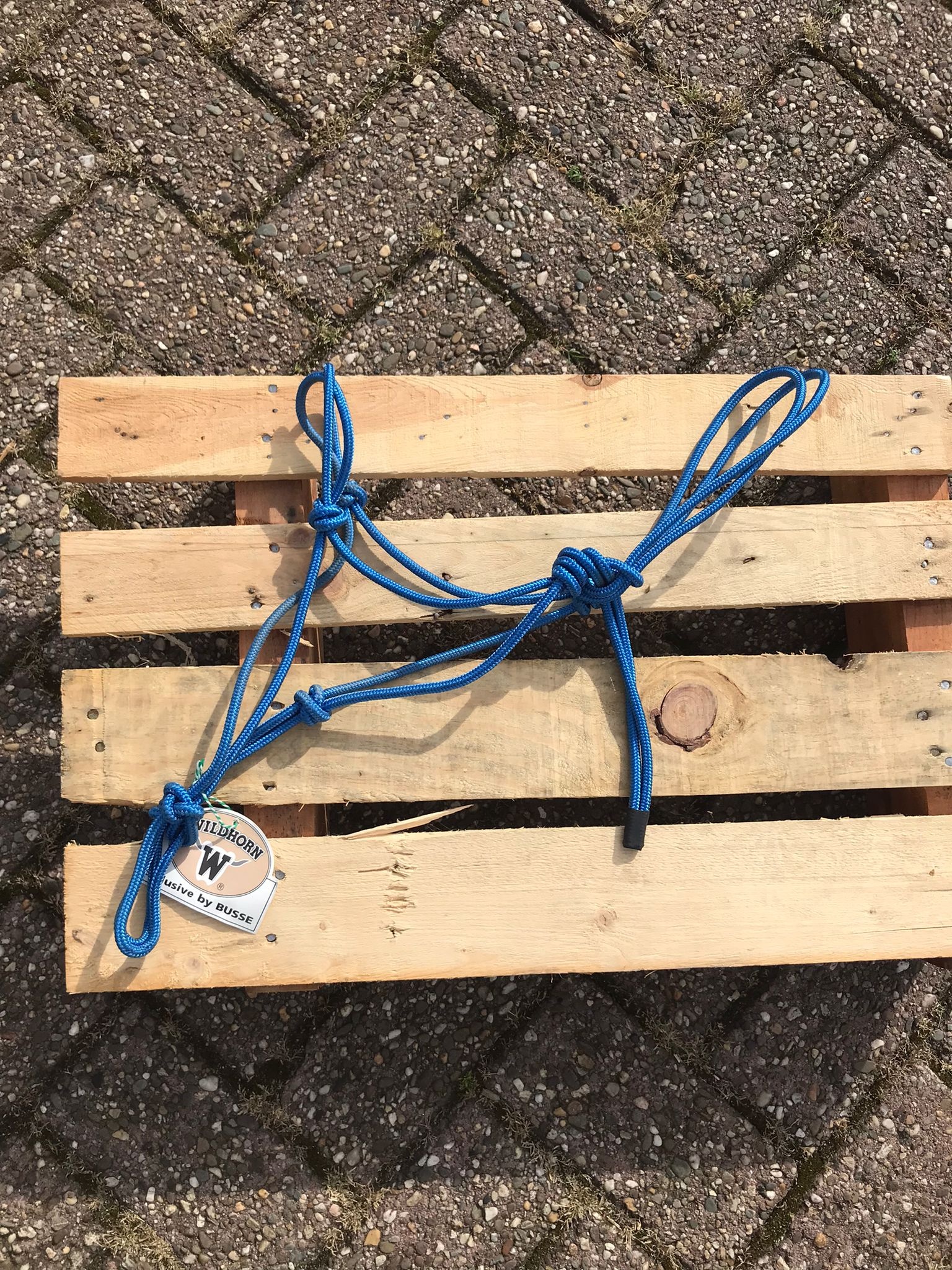 Photo shoot basic rope halteSmooth pony blue