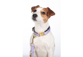 Hundehalsband Ida