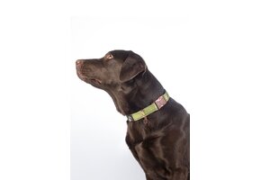 Hundehalsband Ida