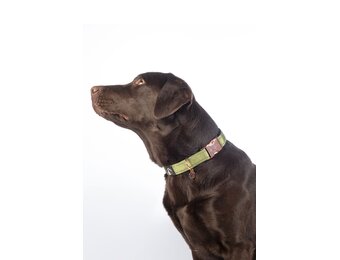 Dog collar Ida