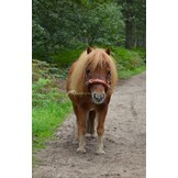 Fotoshoot Viena Fine kaptoom shetlander bruin