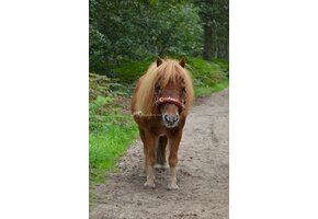 Foto shoot Viena Fine cavesson shetty