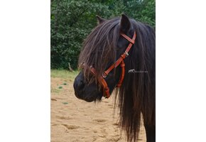 Foto-Shooting Viena Fine Kapzum Pony