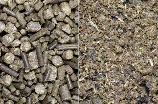 Gold Pellet oder Mash