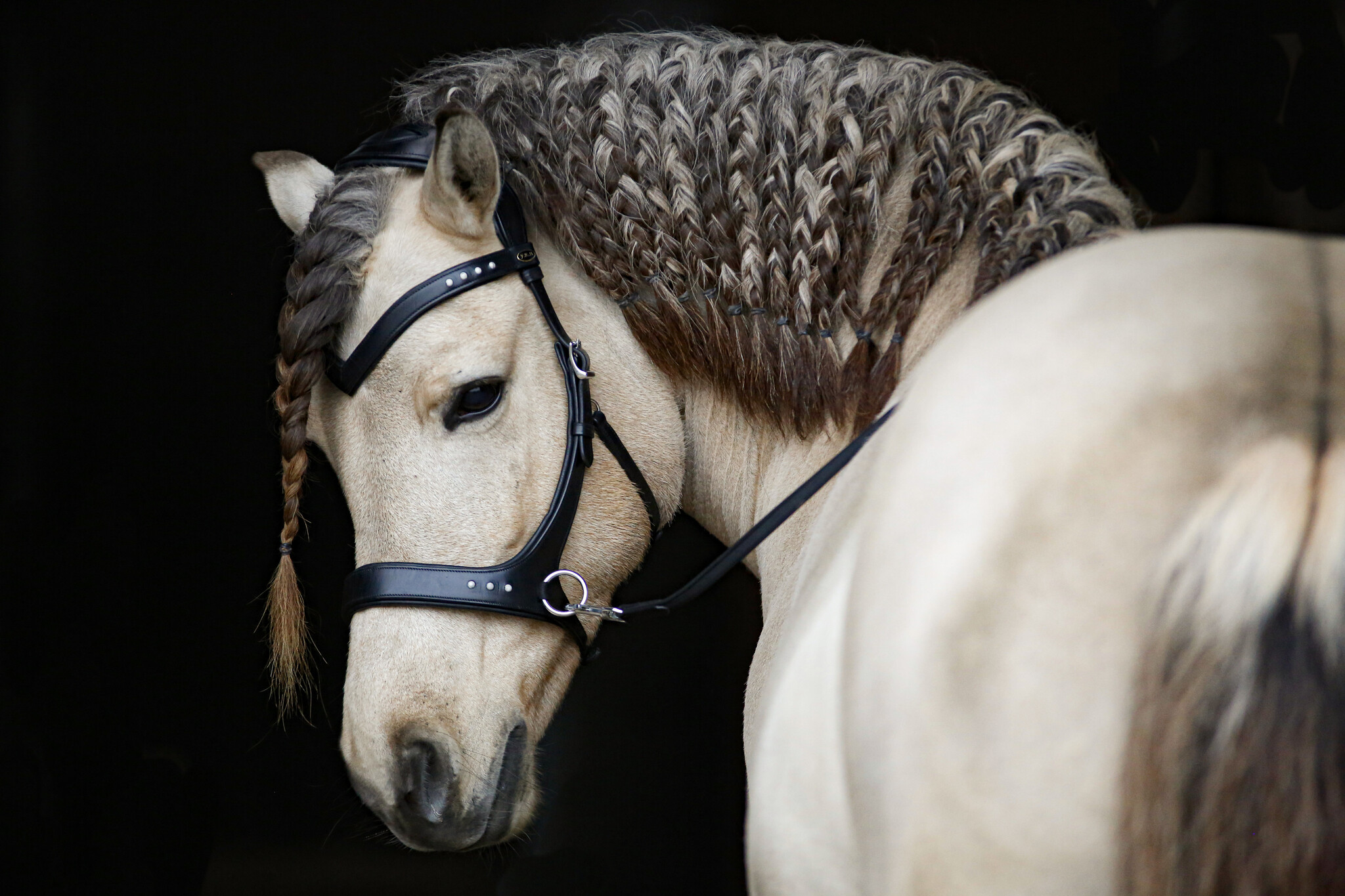 Glory Sidepull gebissloses Zaumung Leder