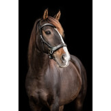 Glory sidepull bitlooshoofdstel leder