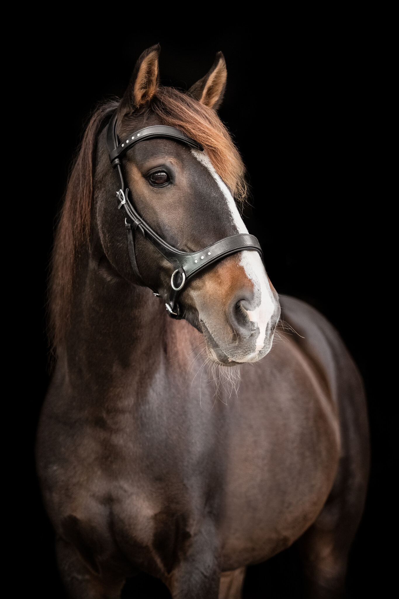 Glory sidepull bitless bridle leather