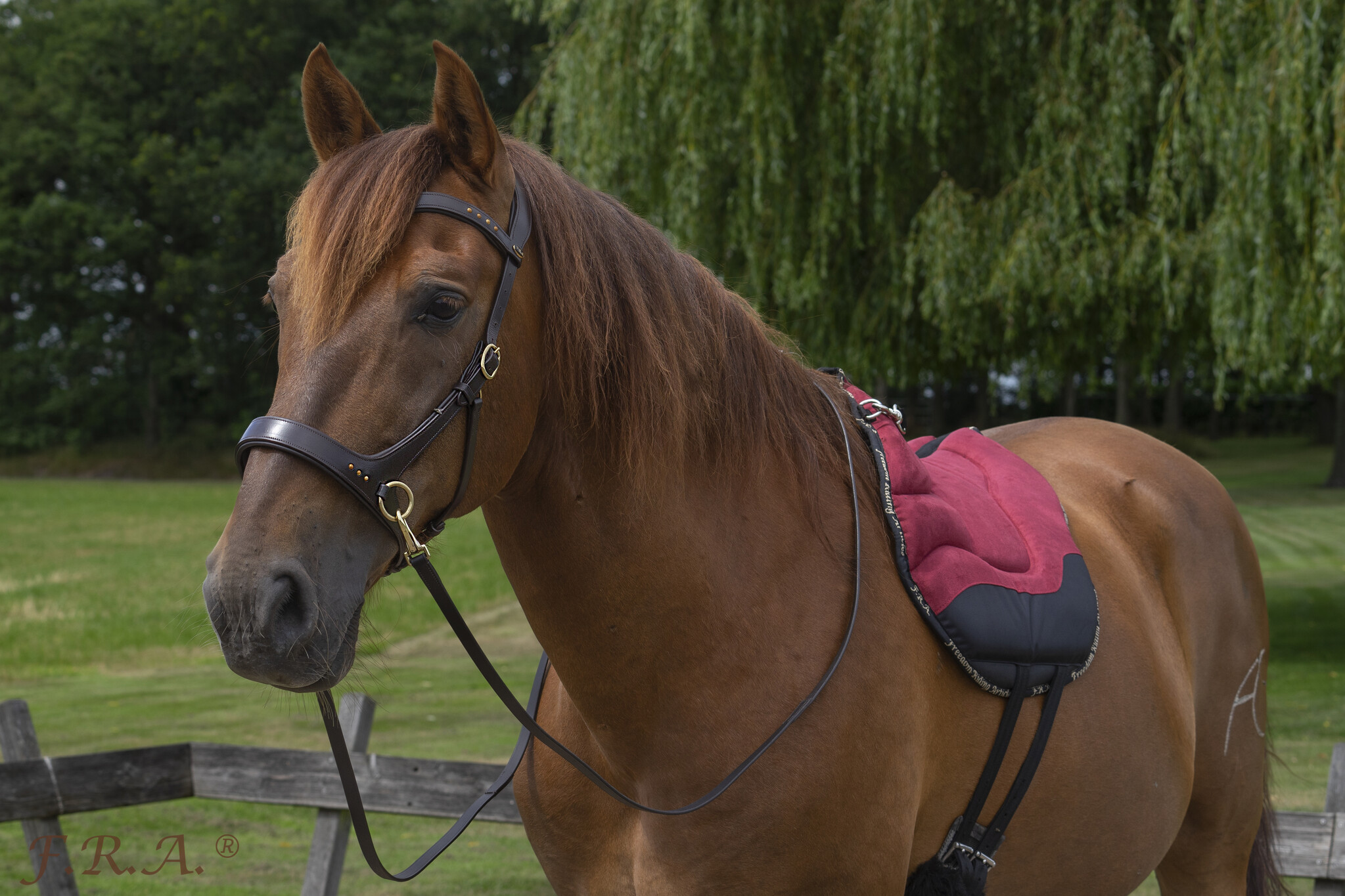 Glory sidepull bitless bridle leather