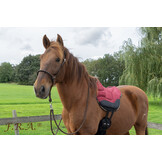 Tigol bosal gebissloses Zaumzeug