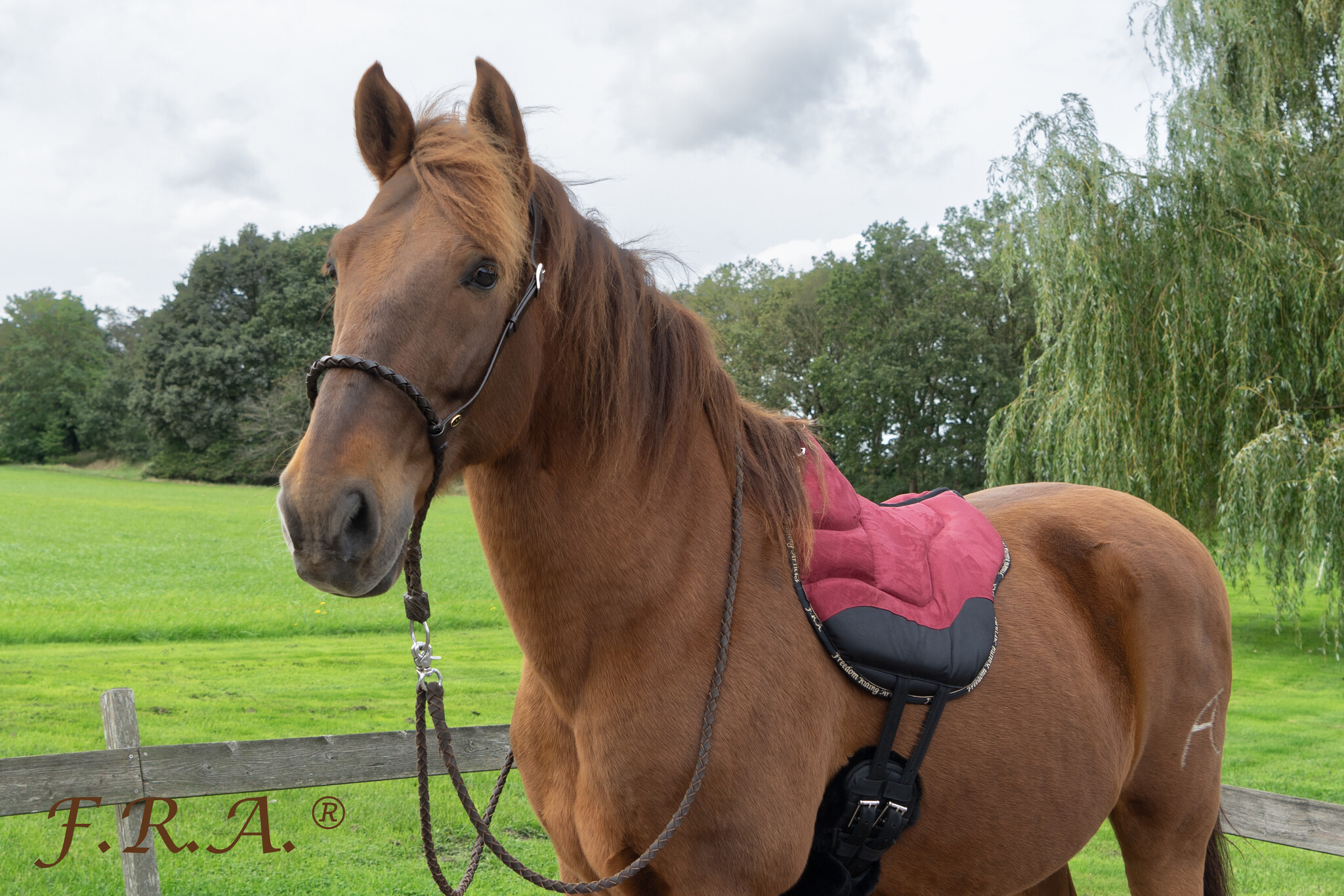 Tigo bosal bitlooshoofdstel