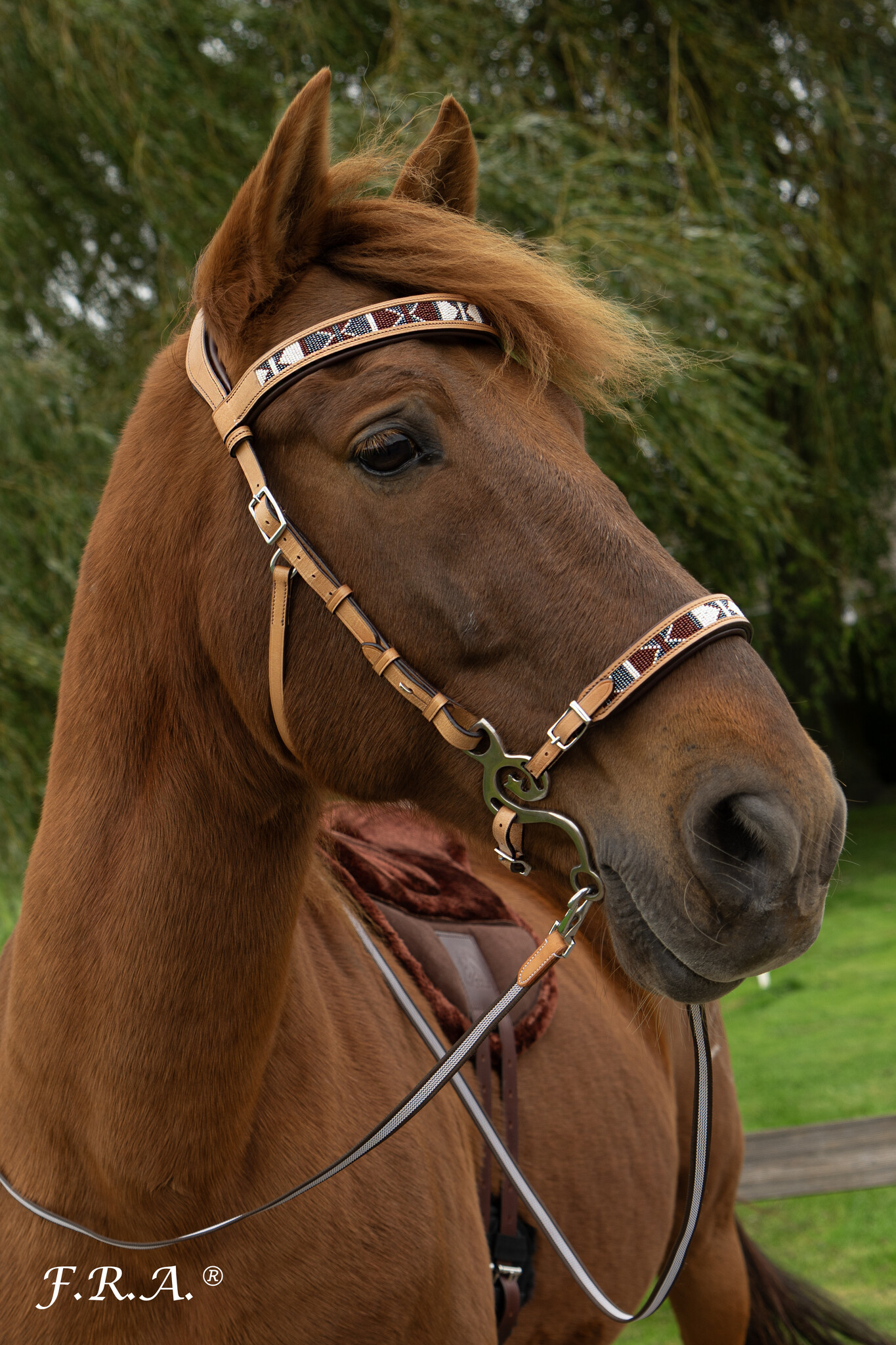 Esprit hackamore bitless bridle