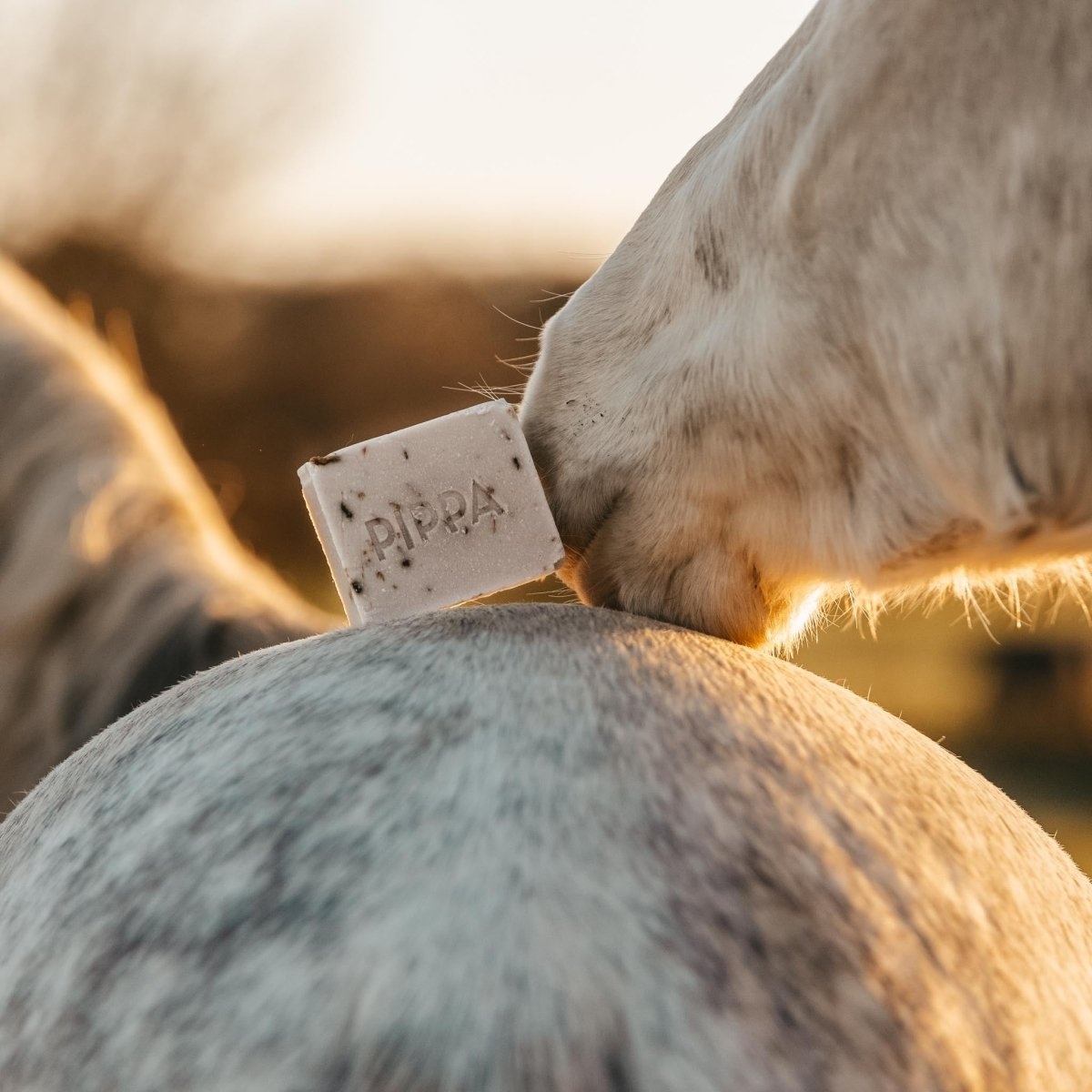 Lavender & Basil shampoo bar for Horses and Dogs
