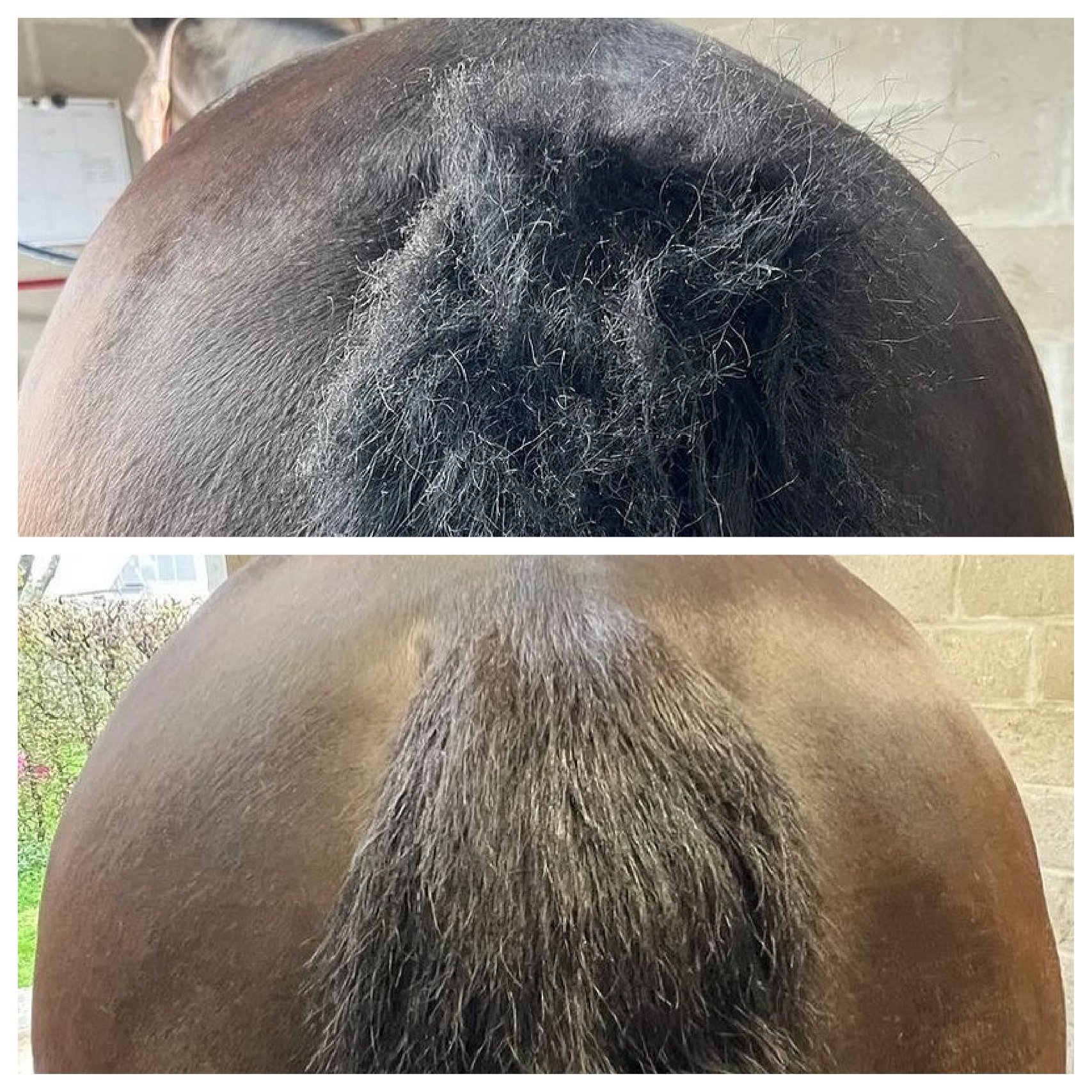 Tea Tree and Eucalyptus shampoo bar Horse