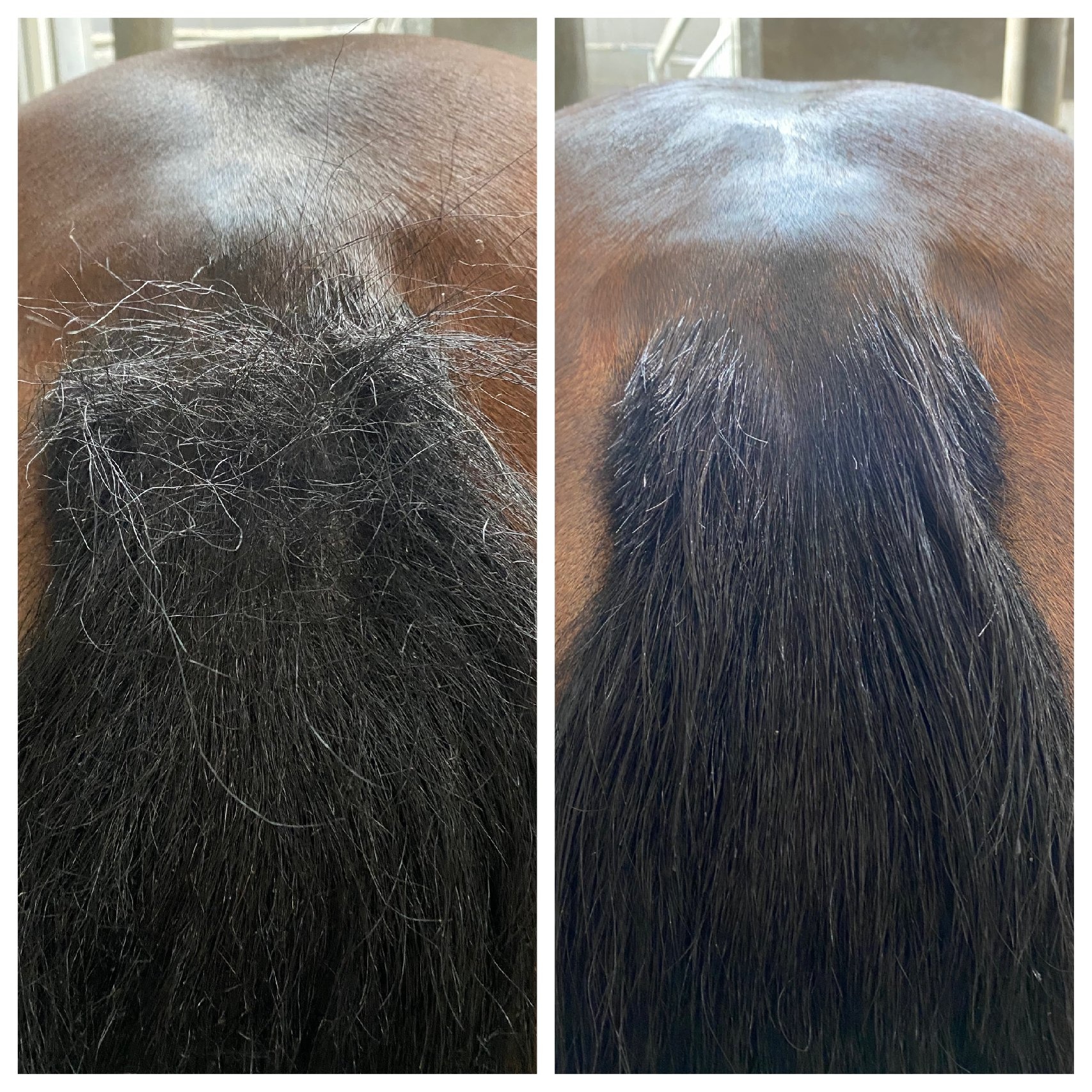 Tea Tree and Eucalyptus shampoo bar Horse