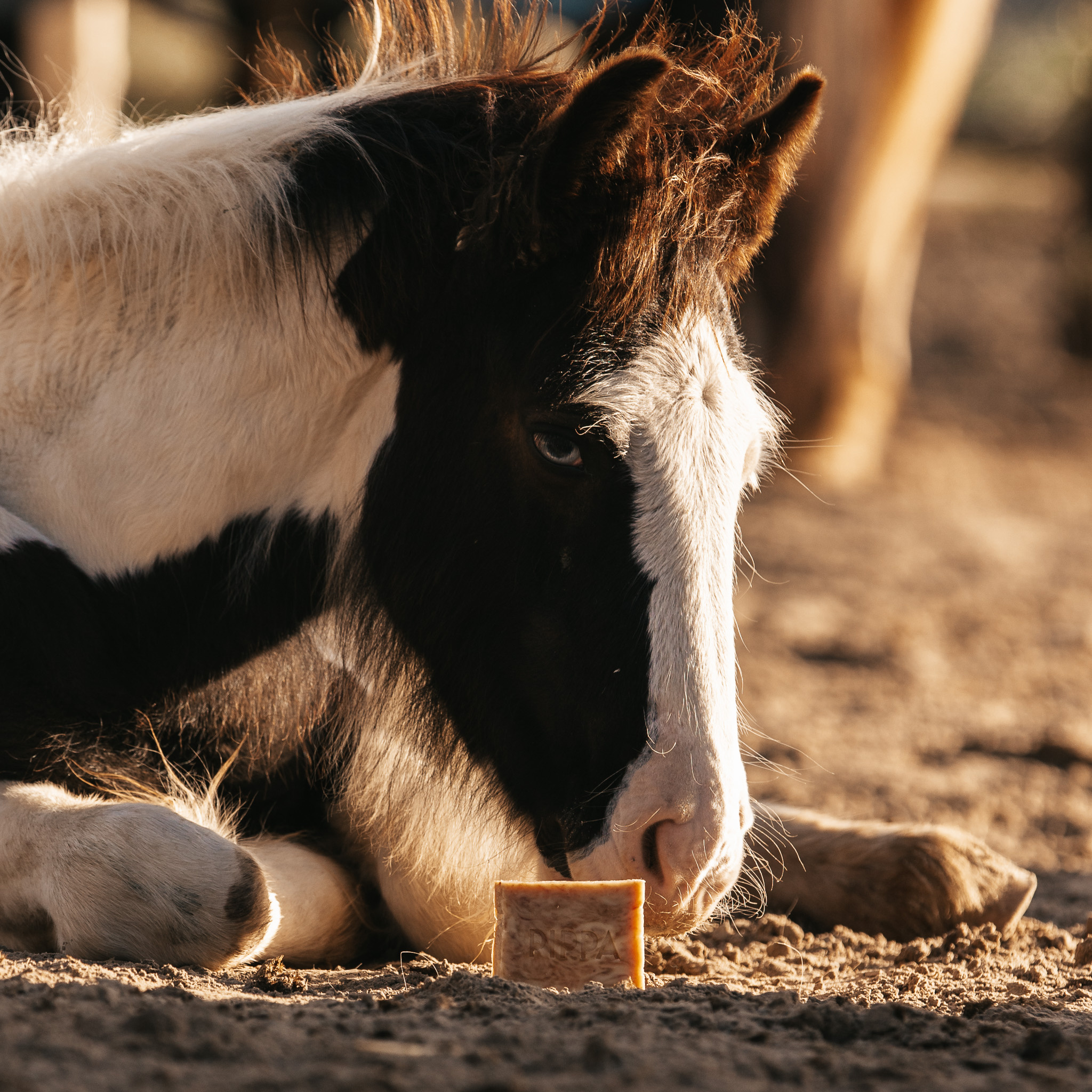 Honing en Propolis shampoobar voor paard en hond