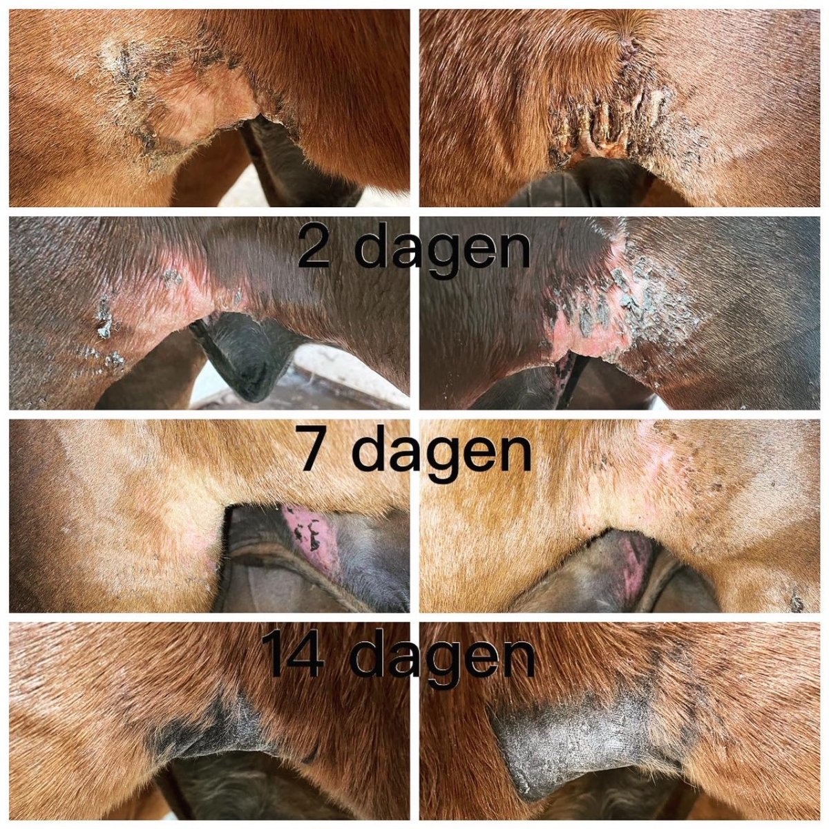 Honing en Propolis shampoobar voor paard en hond