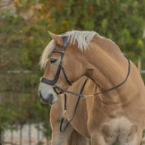 Glory kingekruist bitloos hoofdstel leder