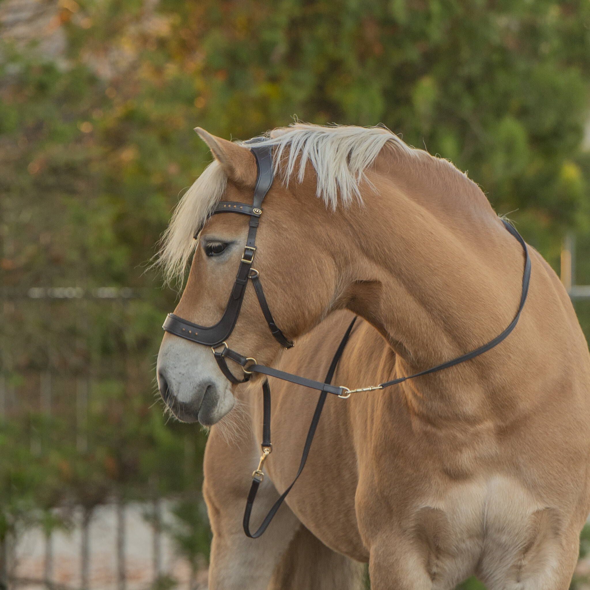 Glory chin-crossed bitless bridle leather
