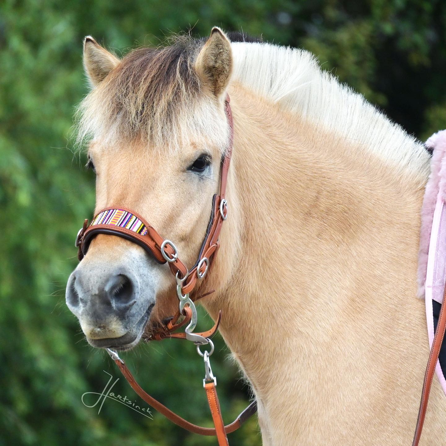ED4 Brightstar bitless bridle