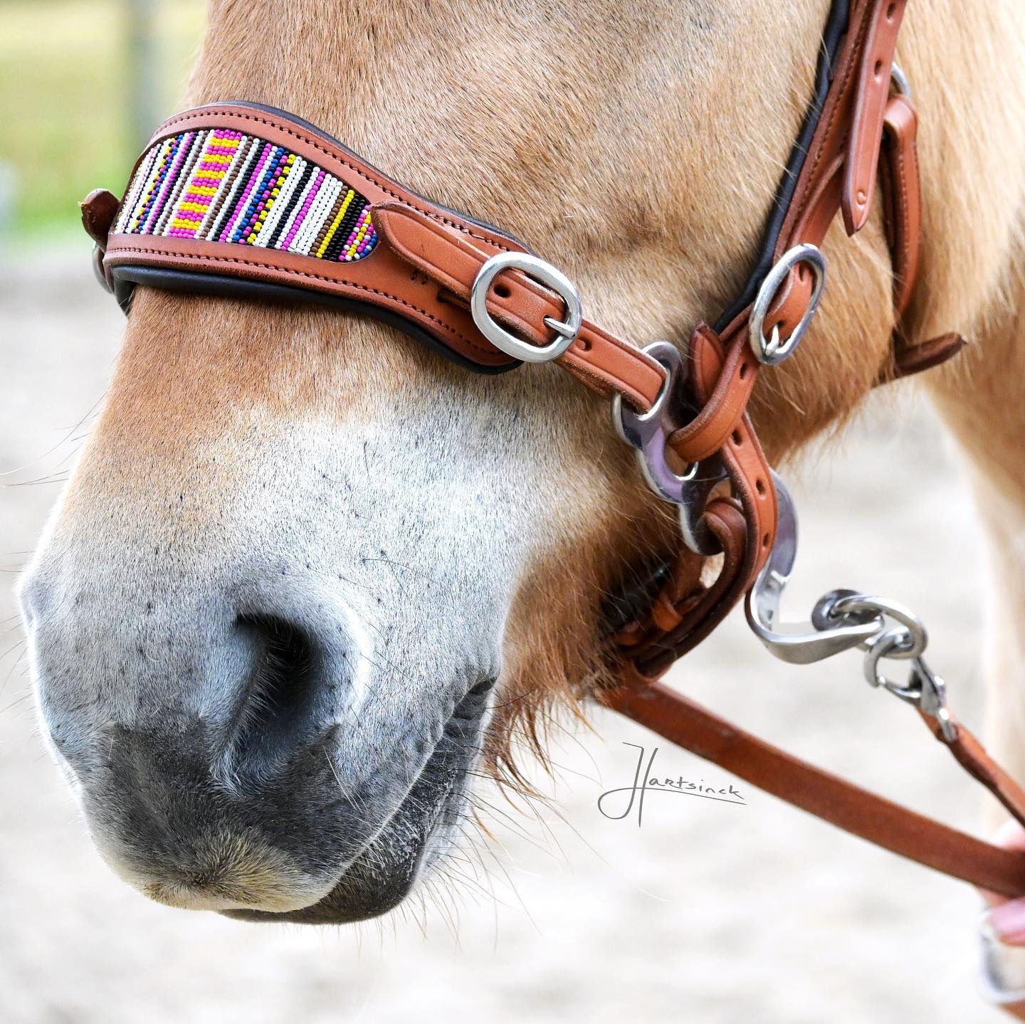 Brightstar Hackamore gebisslose Zaumung