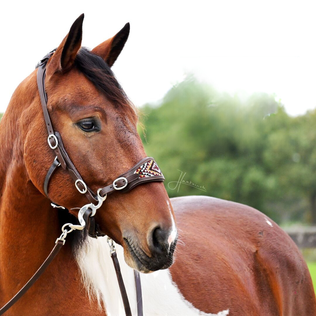 Brightstar hackamore bitlooshoofdstel