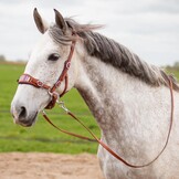 Brightstar Hackamore gebisslose Zaumung