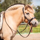 Grace ED2 sidepull bitless bridle