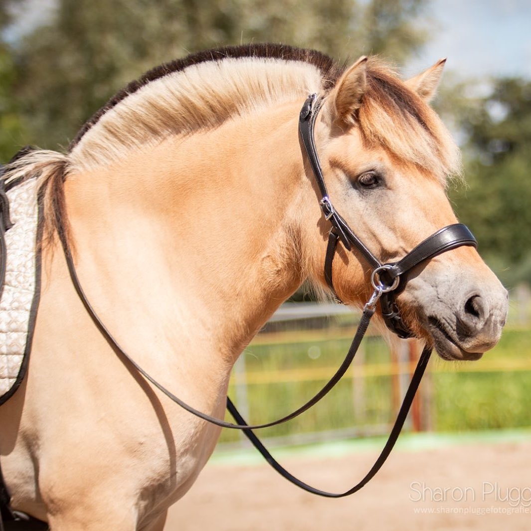 Grace ED2 sidepull bitless bridle