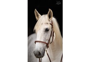 Soft Feel Baroque tooling bridle