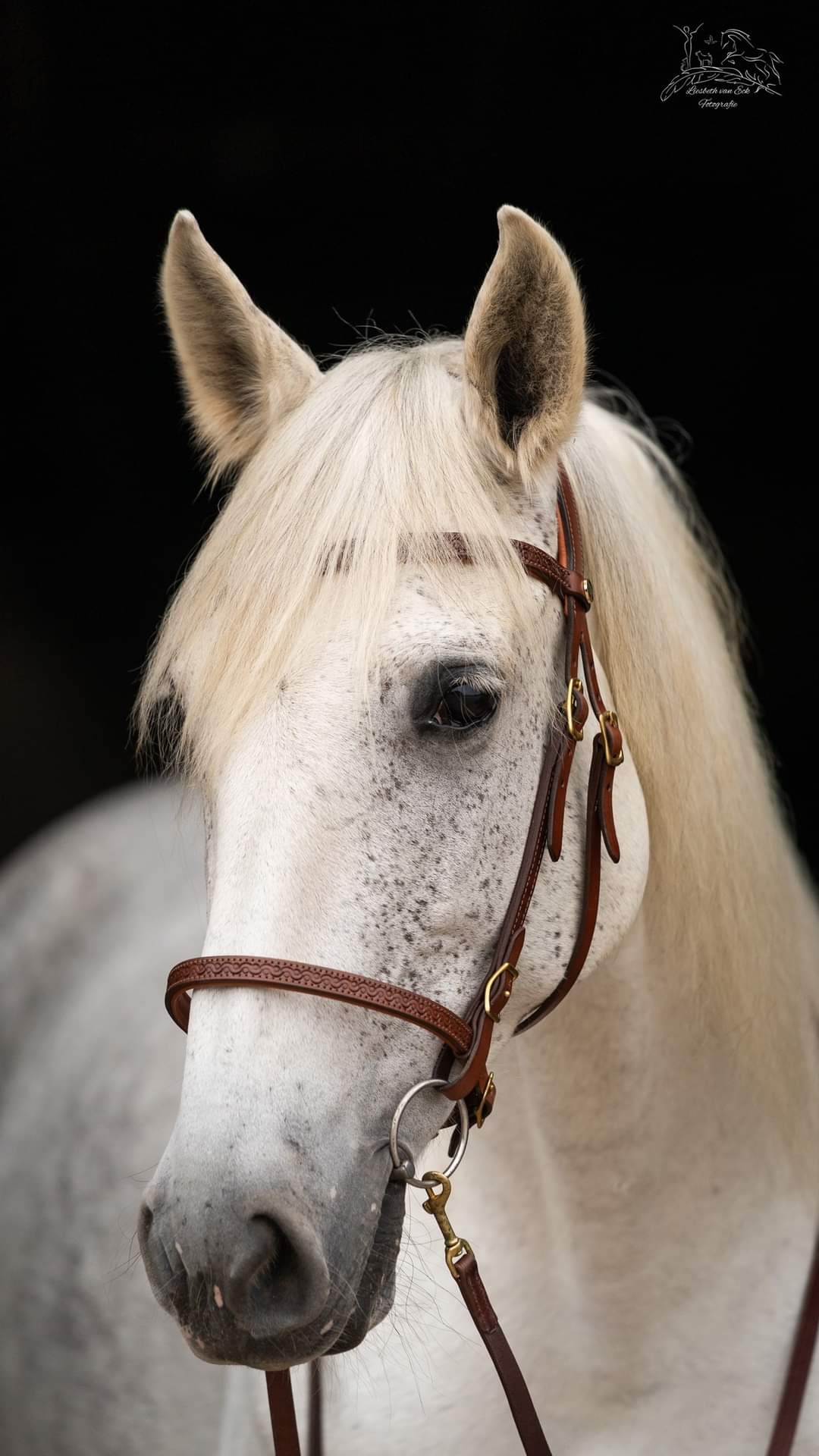 Soft Feel Baroque bridle tooling leather