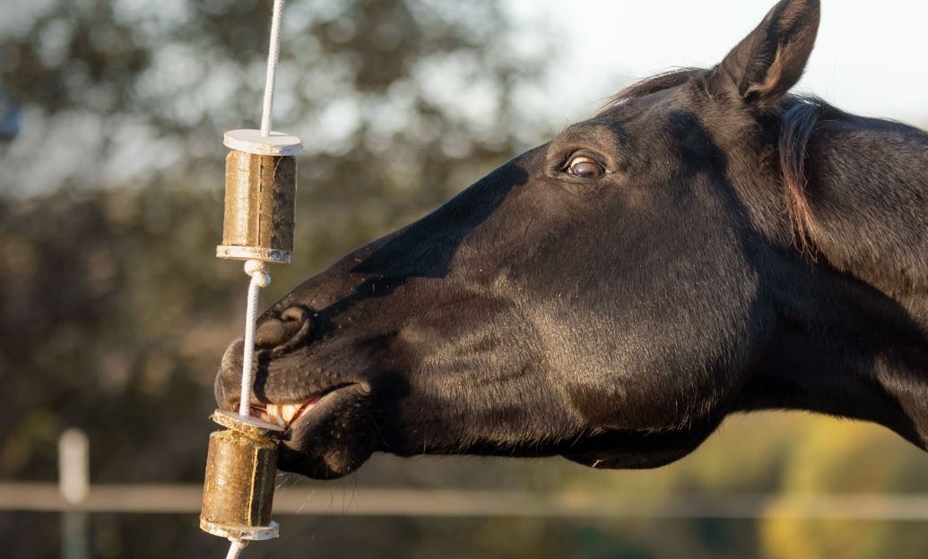 Luzerne knabbelblokken aan speeltouw met houtschijven voor paarden