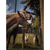 Luzerne hennep groente knabbelblokken aan speeltouw