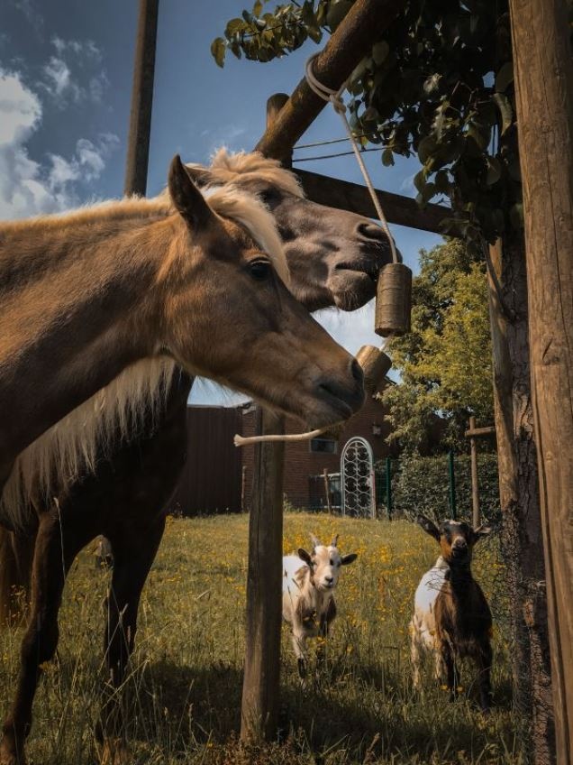 Luzerne hennep groente knabbelblokken aan speeltouw