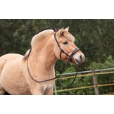 ED2 Nyra bitless bridle