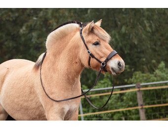 ED2 Nyra bridle