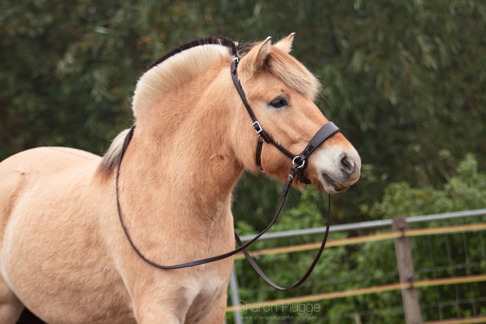 ED2 Nyra bitless bridle