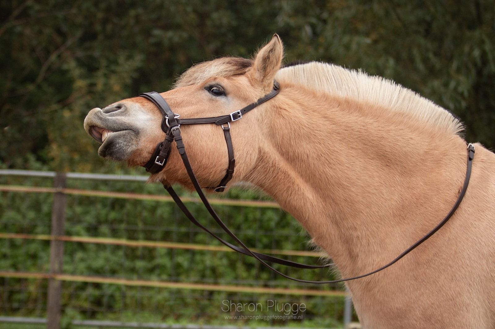 Nyra sidepull bitlooshoofdstel