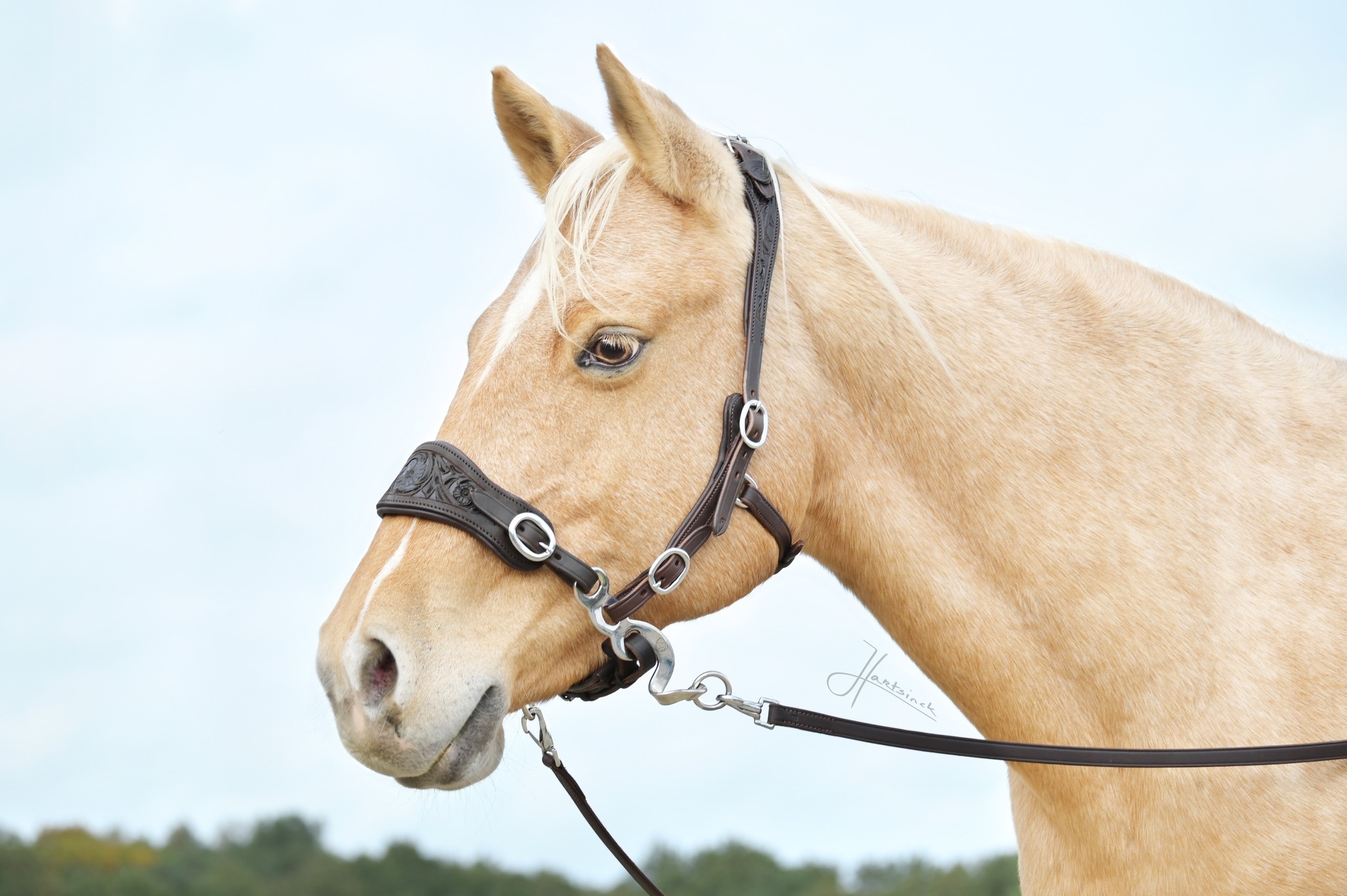 Hackamore bridle ED4-Rose