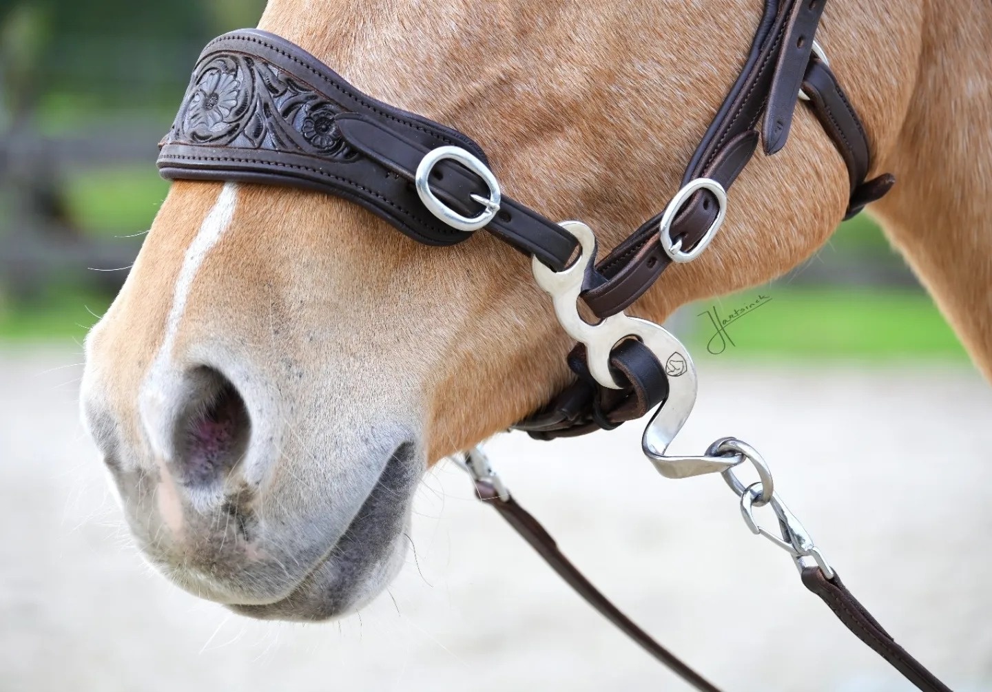 Hackamore bridle ED4-Rose