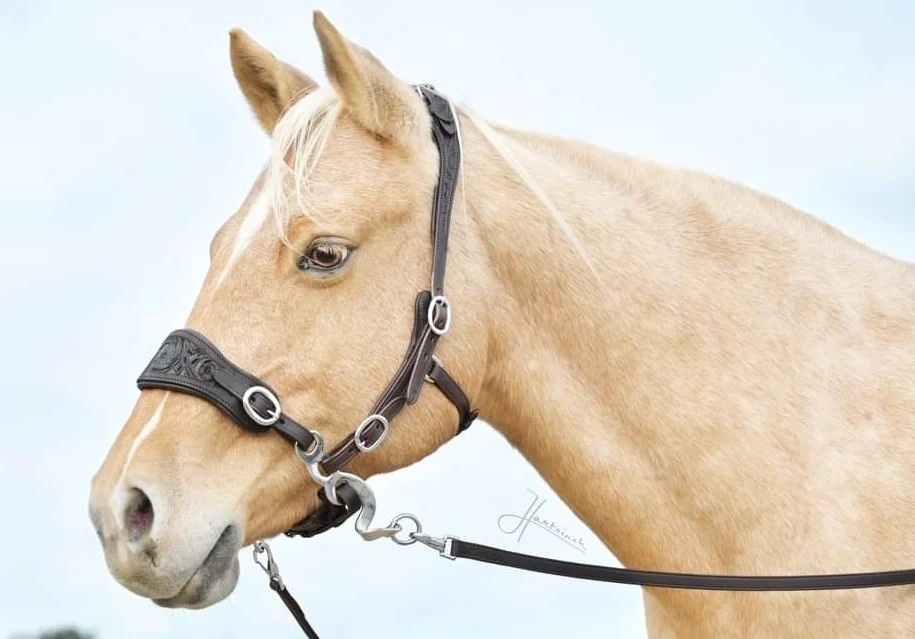 Hackamore bridle ED4-Rose