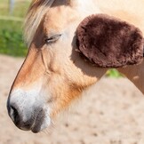 Polishing glove Merino fur